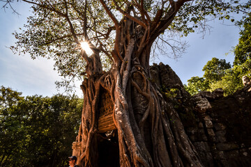 giant Banyan tree roots over Ta Phrom temple, Angkor, archaeological park, Cambodia - 389577741