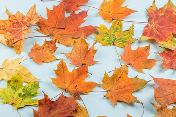 Naklejka na ściany i meble Autumn maple leaf isolated on white background with clipping path