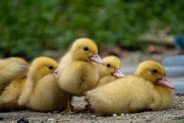 Cute ducklings are hanging out with their brother. 