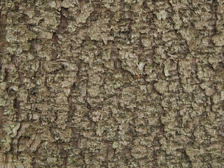 Beautiful rough trunk of the tree