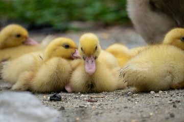 Cute ducklings are hanging out with their brother. 