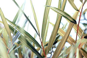 beautiful bamboo leafs background. Premium wedding background.