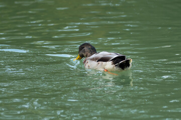 Common Gray Duck swimming inside Green Lake