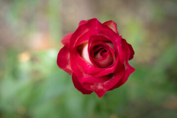 Closeup red rose on blurred background