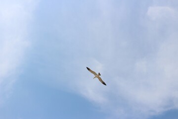 Blue Sky Day