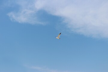 Blue Sky Day