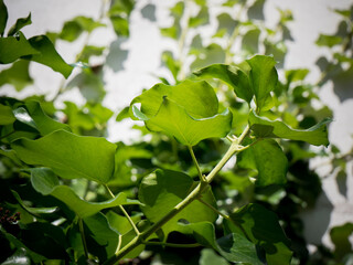 Green leaves of ivy plants, white background, light on green plants, nature sprouts, photosynthesis in nature, sun on young shoots