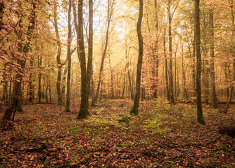Autumn colors and golden fall leaves and trees in a misty atmospheric forest in Switzerland.