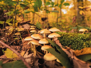 Closeup of a fly Agaric poisonous mushroom on a forest floor covered in fall and autumn leaves.