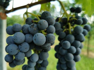 Weintrauben