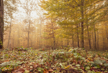 Autumn colors and golden fall leaves and trees in a misty atmospheric forest in Switzerland.
