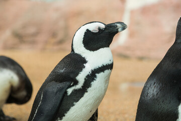 Naklejka premium ケープペンギン