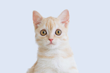 Portrait of small beige Scottish kitten close-up. White background.