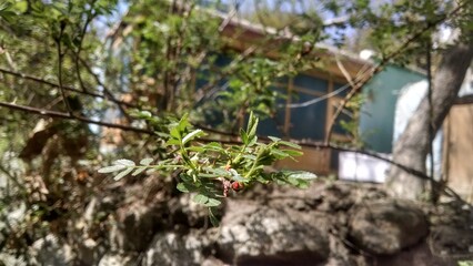 Rose bud leaves 