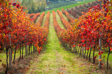 vines in autumn lambrusco grasparossa castelvetro