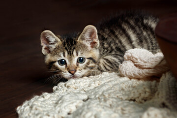 Fototapeta na wymiar Cute Small Toyger kitten with tiger stripes in a dark studio closeup