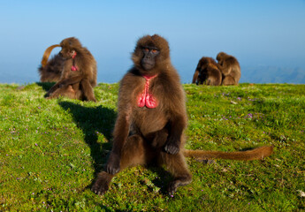 BABUINO GELADA -  Gelada Baboon (Theropithecus gelada), Parque Nacional Montañas Simien, Etiopia,...