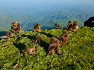 BABUINO GELADA -  Gelada Baboon (Theropithecus gelada), Parque Nacional Montañas Simien, Etiopia, Africa