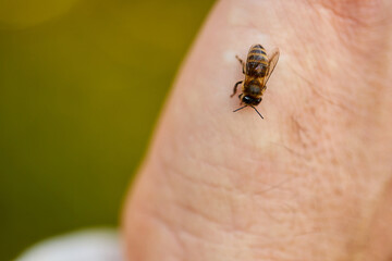 honeybee sitting on human skin, attack. close-up photo