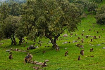 BABUINO GELADA -  Gelada Baboon (Theropithecus gelada), Parque Nacional Montañas Simien, Etiopia, Africa
