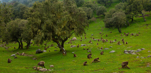 BABUINO GELADA -  Gelada Baboon (Theropithecus gelada), Parque Nacional Montañas Simien, Etiopia, Africa