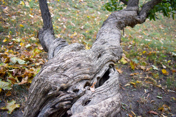 Swirling old tree trunk