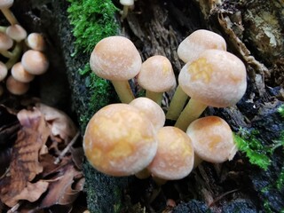 Pilznest 2