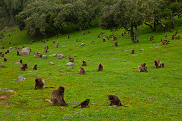 BABUINO GELADA -  Gelada Baboon (Theropithecus gelada), Parque Nacional Montañas Simien, Etiopia, Africa