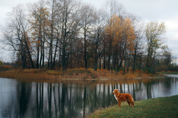 dog on lake at sunrise . red Nova Scotia Duck Tolling Retriever in autumn park. 