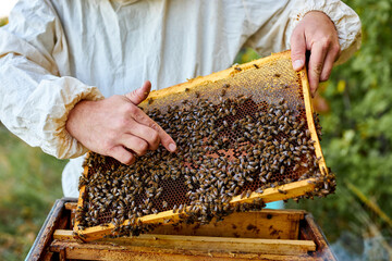 hardworking beekeeper checking honey bees in a beehive on honeycomb, swarm of bee worker in a beehive, man in protective suit