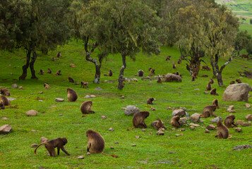 BABUINO GELADA -  Gelada Baboon (Theropithecus gelada), Parque Nacional Montañas Simien, Etiopia, Africa