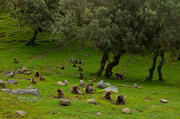 BABUINO GELADA -  Gelada Baboon (Theropithecus gelada), Parque Nacional Montañas Simien, Etiopia, Africa