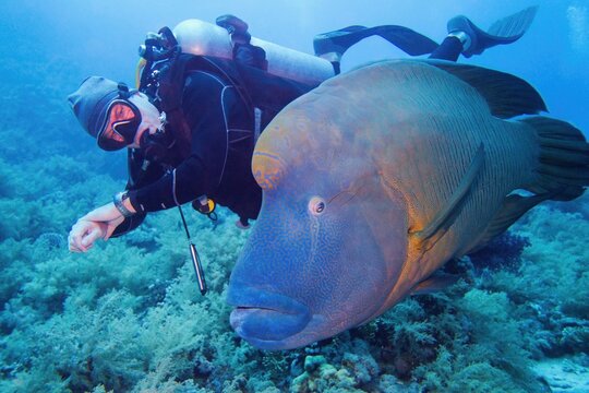 Man scuba diver and big Napoleon Wrasse fish swimming together near tropical coral reef
