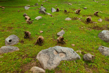 BABUINO GELADA -  Gelada Baboon (Theropithecus gelada), Parque Nacional Montañas Simien, Etiopia, Africa