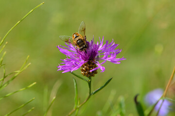 
fly collects nectar from pink wildflower close up on green background