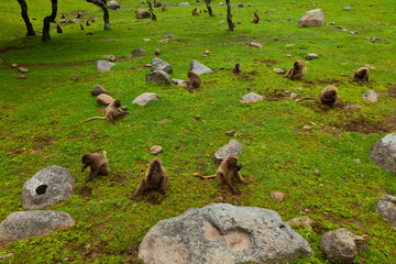 BABUINO GELADA -  Gelada Baboon (Theropithecus gelada), Parque Nacional Montañas Simien, Etiopia, Africa