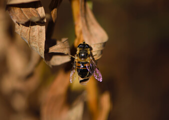 

fly sitting on dry autumn leaves close-up
