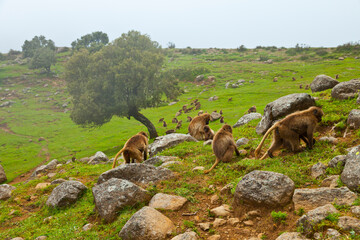 BABUINO GELADA -  Gelada Baboon (Theropithecus gelada), Parque Nacional Montañas Simien, Etiopia, Africa