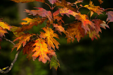autumn leaves in the park