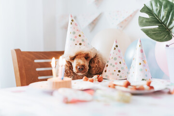 apricot poodle dog celebrates its birthday with cake, bones and candles.