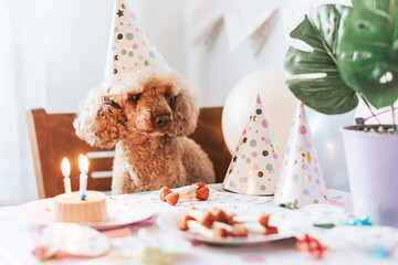 apricot poodle dog celebrates its birthday with cake, bones and candles.