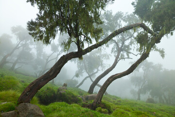 Parque Nacional Montañas Simien, Etiopia, Africa