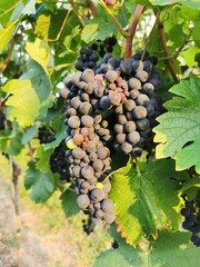Trauben2