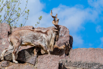 Markhor (Capra falconeri)