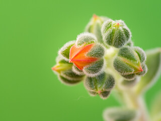 Echeveria setosa, Mexican fire cracker, blossom of succulent plant