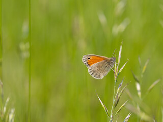 Small heath (Coenonympha pamphilus) butterfly on grass blade