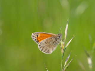 Small heath (Coenonympha pamphilus) butterfly on grass blade