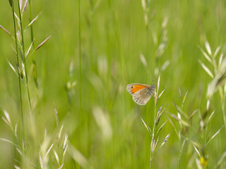 Small heath (Coenonympha pamphilus) butterfly on grass blade