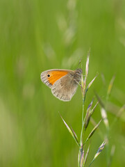Small heath (Coenonympha pamphilus) butterfly on grass blade