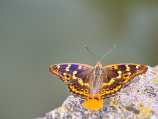 Lesser purple emperor butterfly (Apatura ilia)